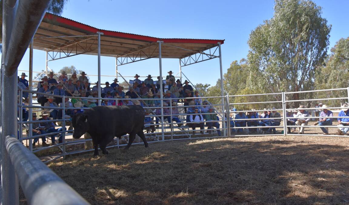 There was strong bidding interest for Hazeldean Angus genetics at their annual Queensland bull sale at Jackson on Thursday.