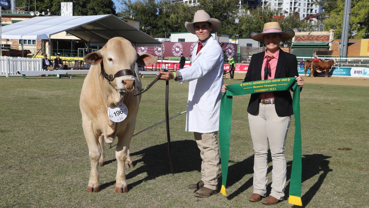 The reserve champion bull with handler Tim Connor and sponsor Eliza Connors of Elders. 