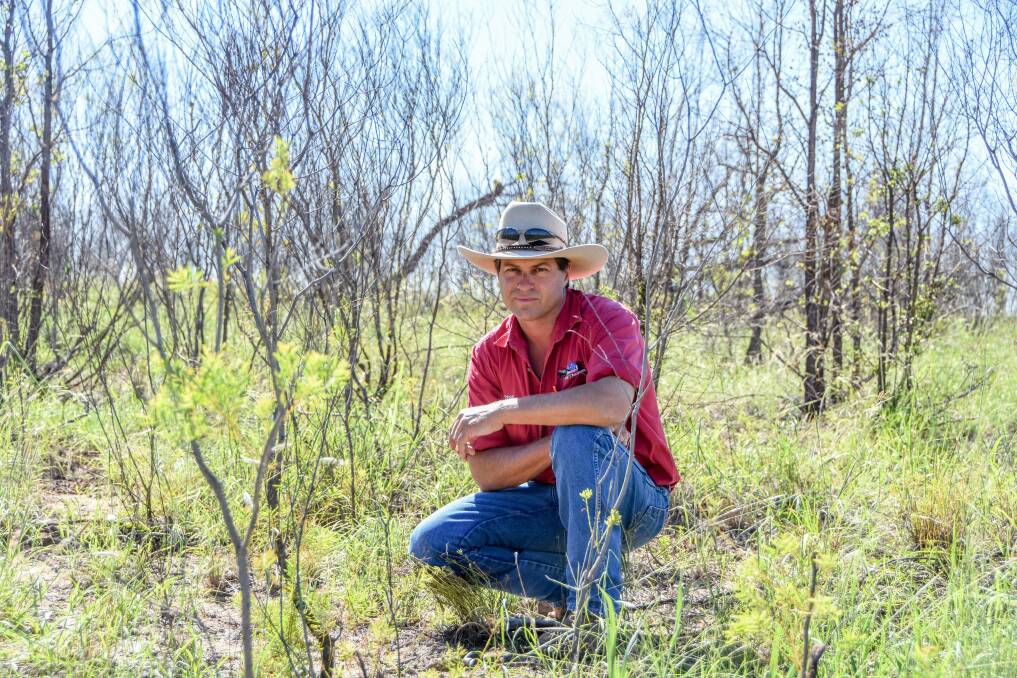Independent vegetation consultant Michael Taylor with a paddock of wattle suckers that were treated for regrowth control. 