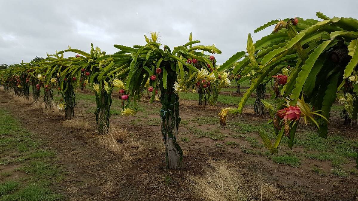 Chinchilla's accidental dragon fruit farmers enjoy a ...
