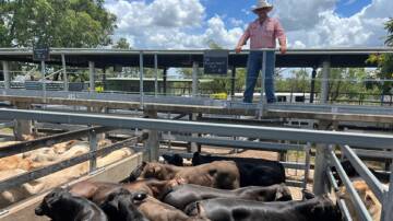 Elders sold Brangus cross steers from Riverview Cattle Co, Bluff, for 426c/kg at 276kg, to return $1178/hd. 