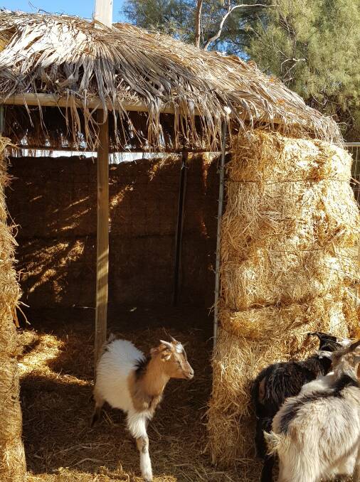 The goats were later given access to the church. 