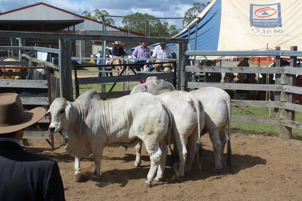Champion Pen Bred and Fattened By Exhibitor was won by Ahern Brahmans, Gayndah.   