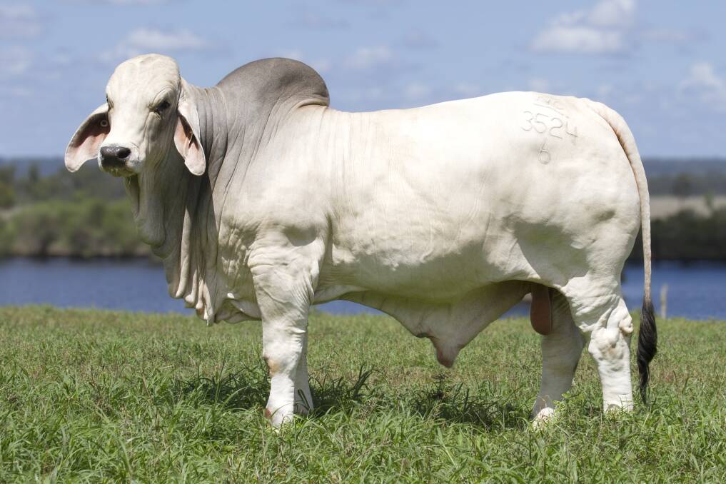 Australian All Breeds Record priced Brahman bull, the $325,000 NCC Justified bred by NCC stud, Duaringa, Queensland. 