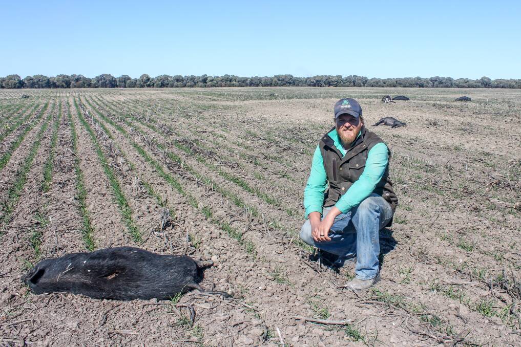 Jake Hamilton, Burradoo, Condamine with a mob of feral pigs which were killed in the aerial pig shoot. Picture: Rebecca Bidstrup