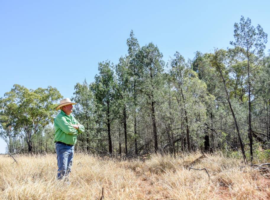 Don Allen, Albany Downs, Mitchell, stands in an area of cleared country and looks out at untouched timber that once inundated the paddock. Picture: Lucy Kinbacher 