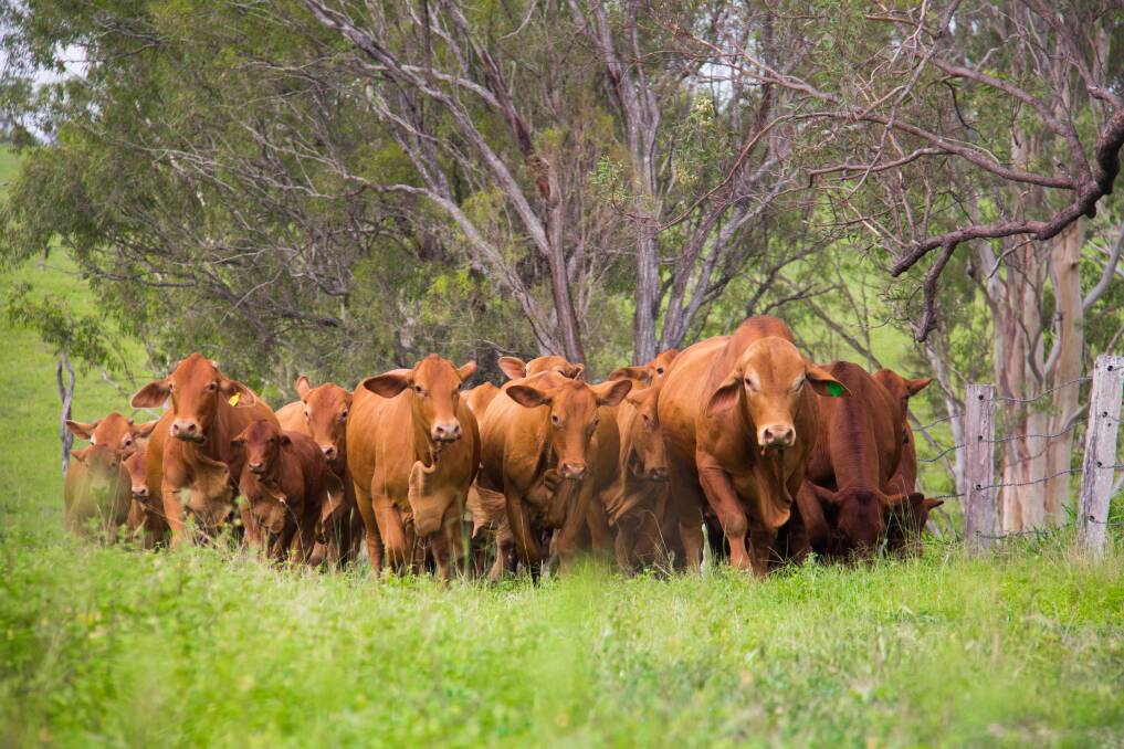 Droughtmaster cattle primary registrations have risen from 7,176 in 2015 to 7,663 in 2016. 