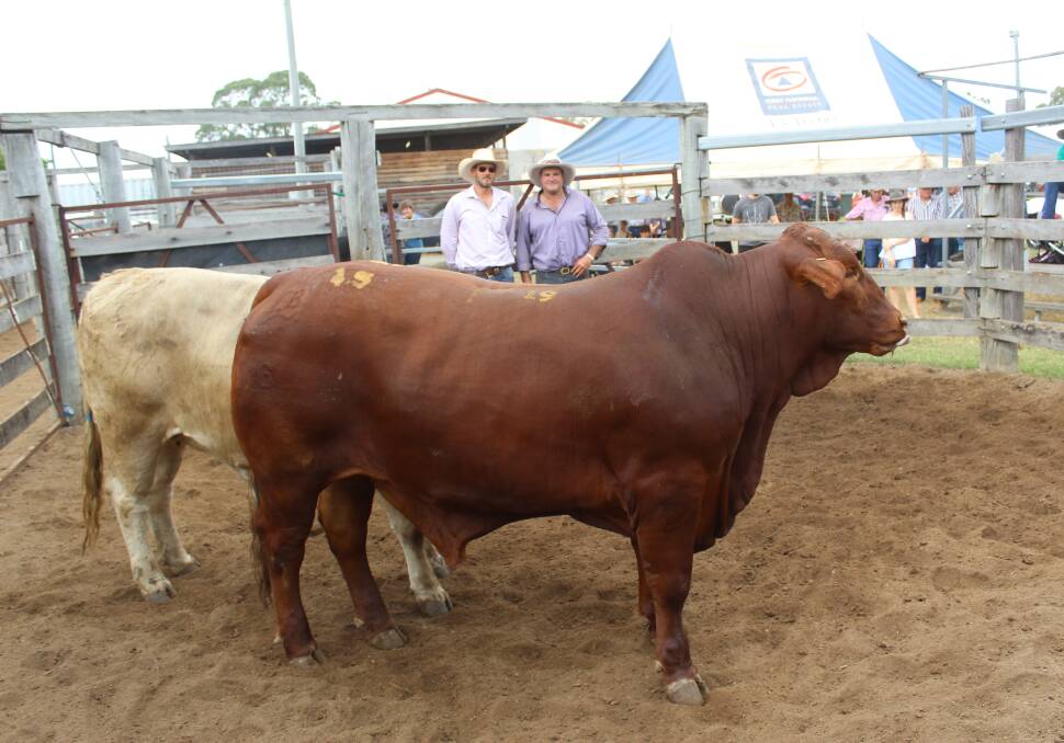 Gayndah's Lance Baker with prime cattle judge, Spencer Morgan, Condamine, and the champion beast of the show. Picture: Vicki Palmer. 