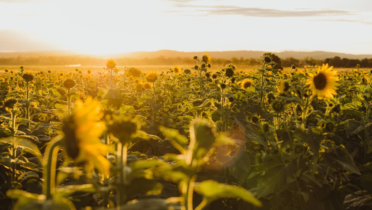The sunflower patch. Picture: Susie McLaughlan Photography 