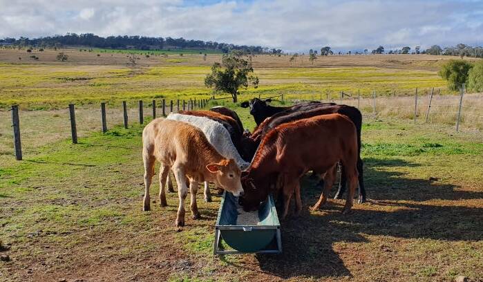 The steers went missing or were stolen sometime earlier this week. Photo: Supplied