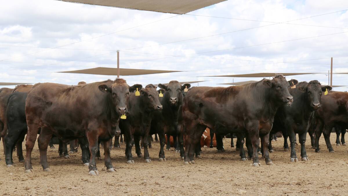 The Wagyu Challenge is open to Wagyu and Wagyu-cross cattle (minimum 50 per cent Wagyu blood).
