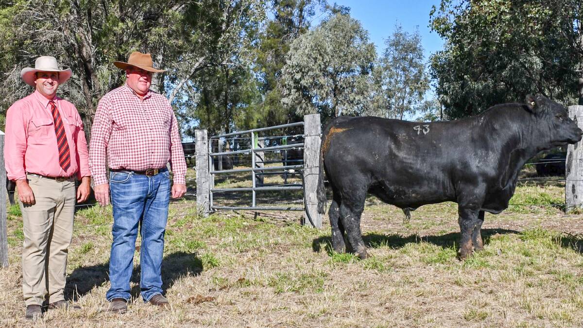 Auctioneer Anthony Ball, Elders stud stock, Rockhampton and Bulliac Angus stud principal Ben Hill with the top-price bull, which was bought by Wallangra Pastoral Company, Wandoan, for $26,000. Picture: Billy Jupp 
