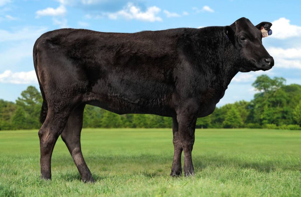 HP Wagyu R0137 was knocked down for a sale high $240,000. 