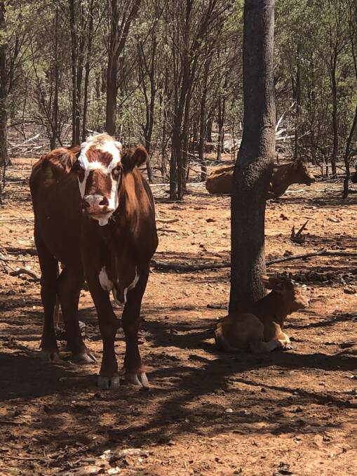Some of the family's cattle on a mulga agistment block south of Morven which is also used as a means of drought proofing Angellala Downs. 