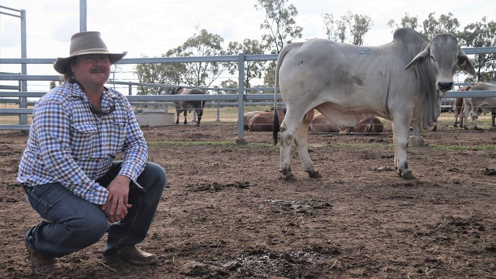 Gulf Coast stud, Stirling Station, Charters Towers, purchased three lots for an average of $12,833. Pictured is Hamilton Donaldson with lot 22 ($12,000) who's dam lines possess generations of two-year-old calvers. Pictures: Louise Collins