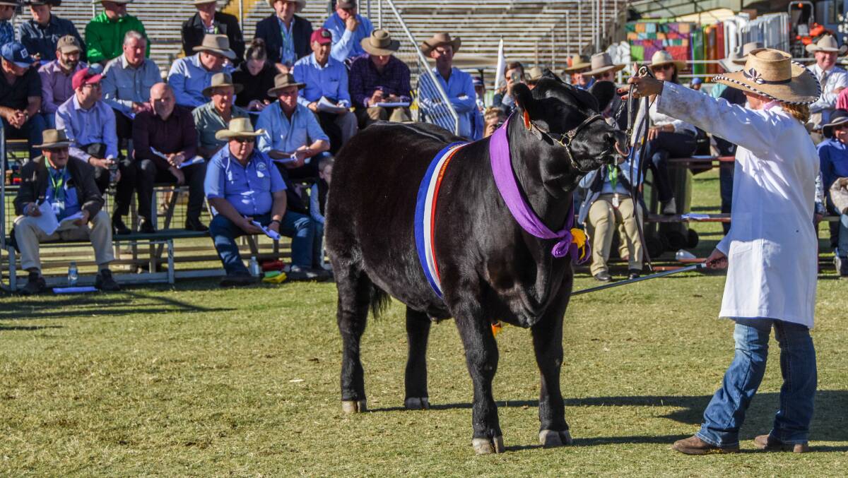 The champion led steer during the auction. 