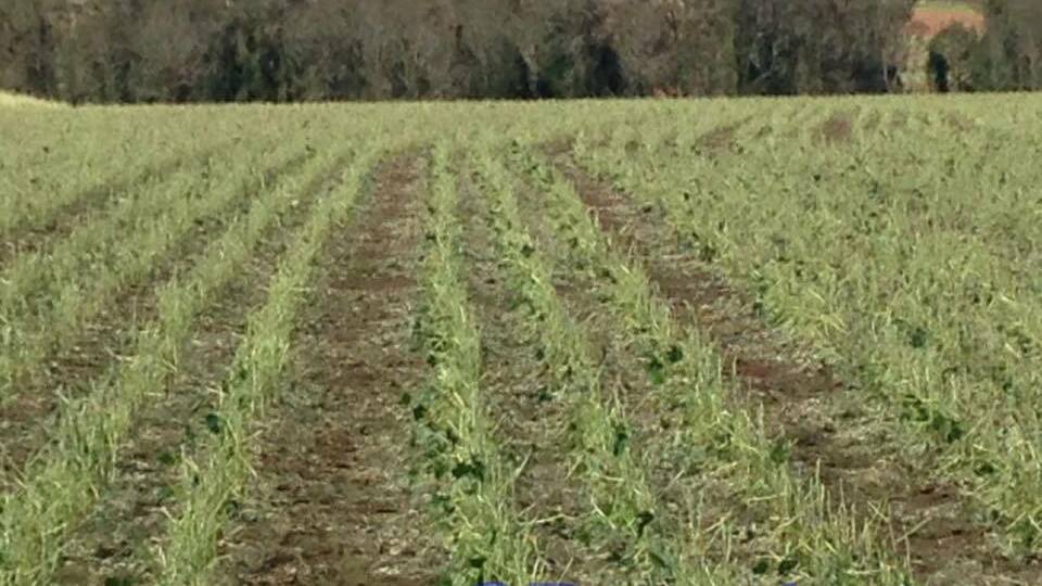 A picture from Robyn Zackreson of a crop of soyabeans after the Boxing Day 2017 storm. Picture: Biedo