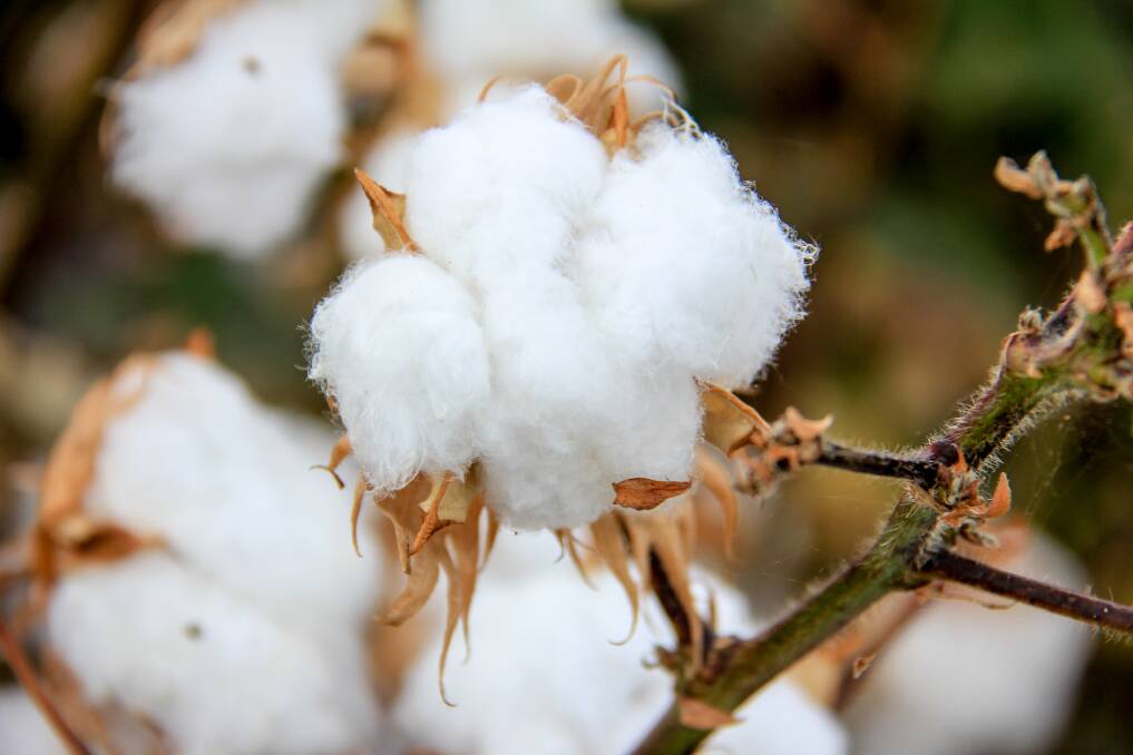 Scott Brimblecombe's cotton. 
