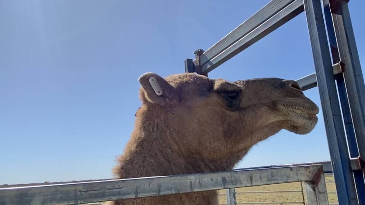A camel displaying its new GPS ear tag. Picture: Desert Channels Queensland