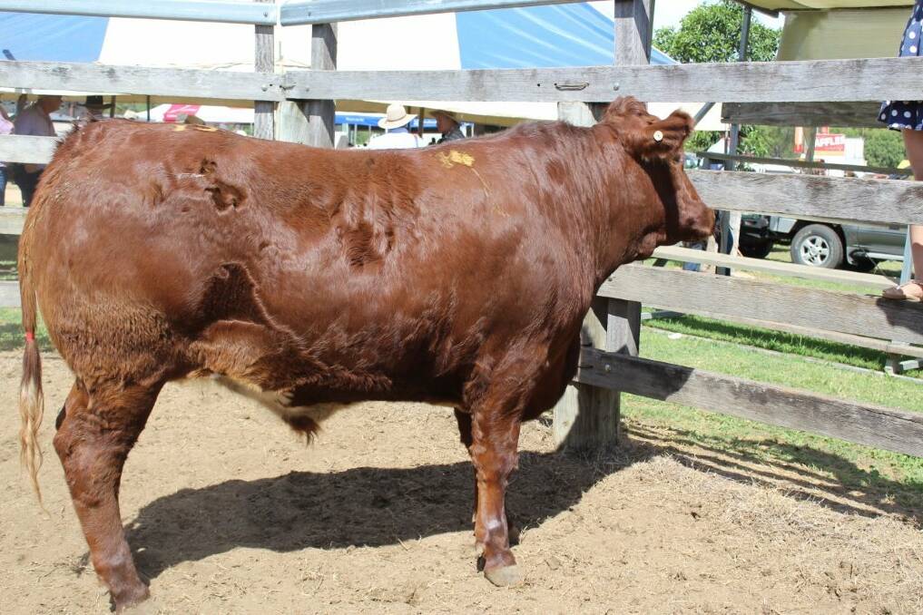 The Grand Champion steer.