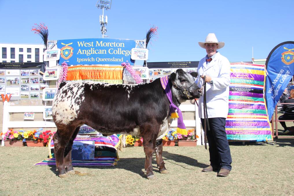 West Moreton Anglican College student Amy Davenport with Greg and Chris Bell's steer Jackson who was named Champion Junior Led Steer at the Ekka.