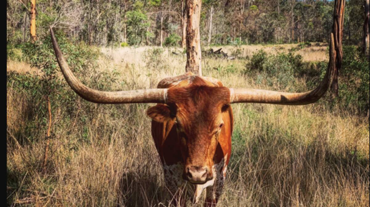 The Longhorn was found on the property with its head removed. 