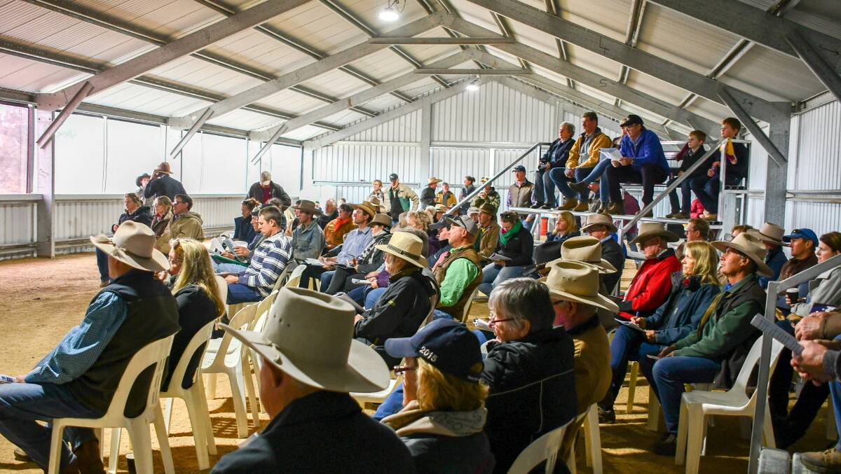 A strong crowd of buyers were present at the inaugural sale at Furracabad Station, Glen Innes. 