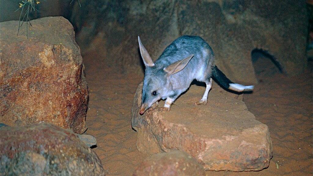 The high numbers of bilbies and kowaris on Astrebla Downs National Park is a strong testament to the value of the predator control efforts.
