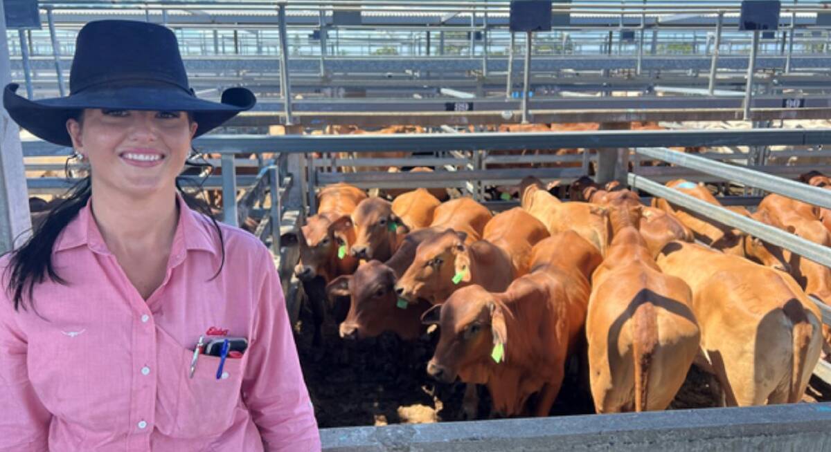Elders sold a pen of Droughtmaster steers from Trafalgar Cattle Co, Morinish for 358c/kg at 408kg to return $1462/hd. Picture: CQLX