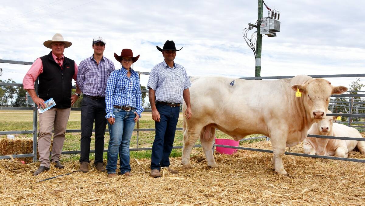Runner-up 4 Ways Qupid sold for $52,500 to the Price family at Moongool Charolais and is pictured with Elders auctioneer Brian Wedemeyer and vendors Blake, Amy and David Whitechurch. Photo: Ben Harden