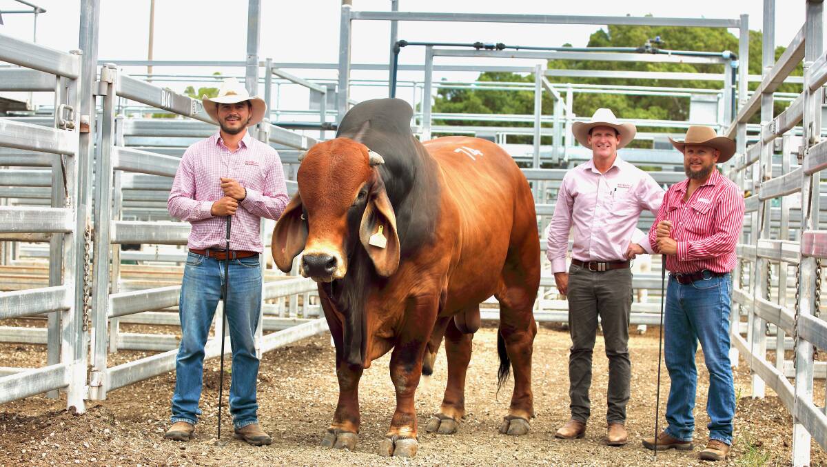 Esteban Cardona Gonzalez and Ashley Kirk, Rockley stud, Moura with the top seller on day one of the February All Breeds Sale, the $40,000, Rockley Cardona. With the trio are purchaser, Jarrod Dunn, Somerton stud, St Lawrence.Picture: Kent Ward 