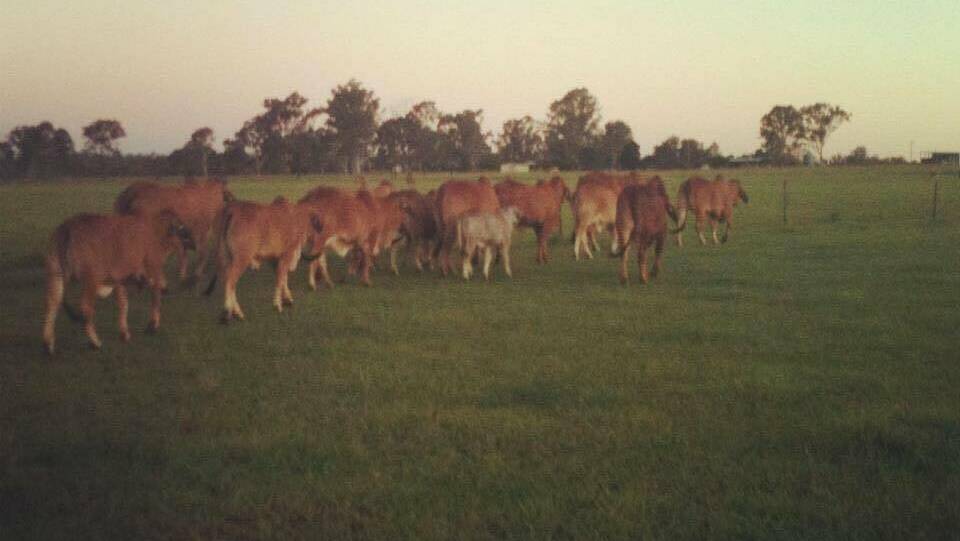 Some of the Brahman cows and calves owned by Brooke Dingle which have been seized by trustees of the bank which declared her father bankrupt. 