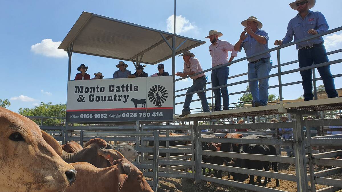 Champion Monto steers make $2850