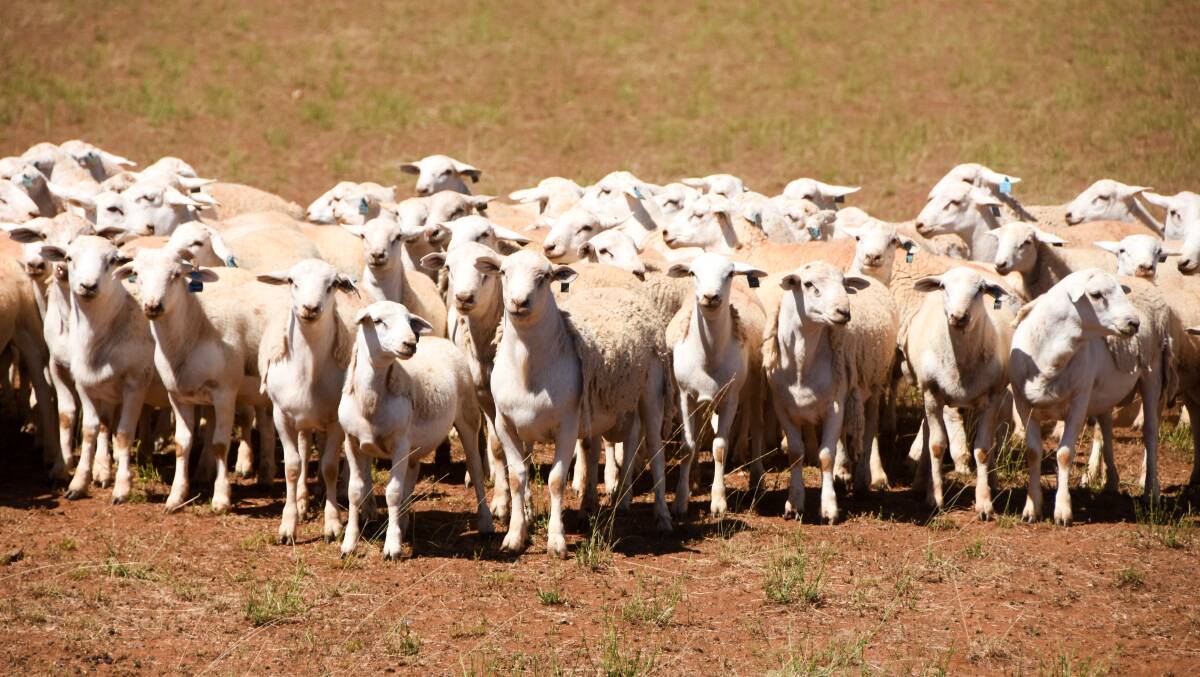 Rockleigh was intended as a fattening block to support their Cunnamulla breeders. Instead, it's now home to 1500 commercial ewes, 500 stud ewes and about 300 stud rams.