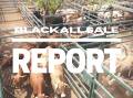Heavy cows dominate Blackall yarding
