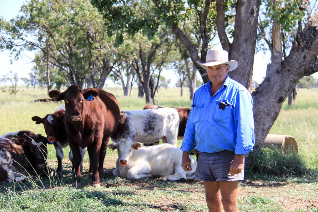 Allan Tite and some of his Shorthorn cattle. 
