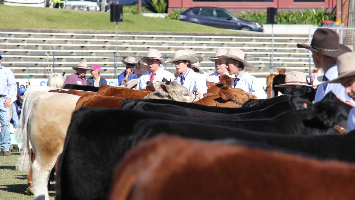 The majority of cattle from across the state will head to Beef 2018 in May. Picture: Lucy Kinbacher