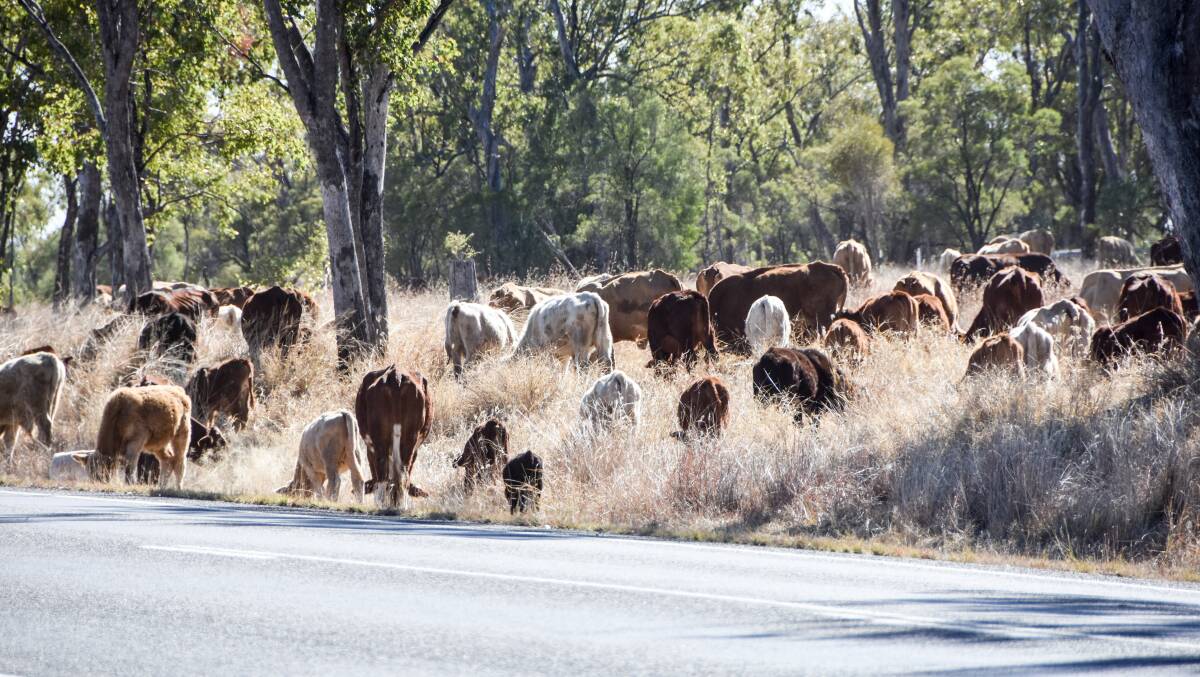 A herd of females on the stock route near Injune. 