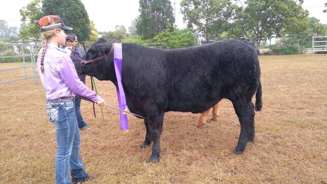 Champion led steer was the Limousin cross named Ted from Sharon Knight, Monto. 