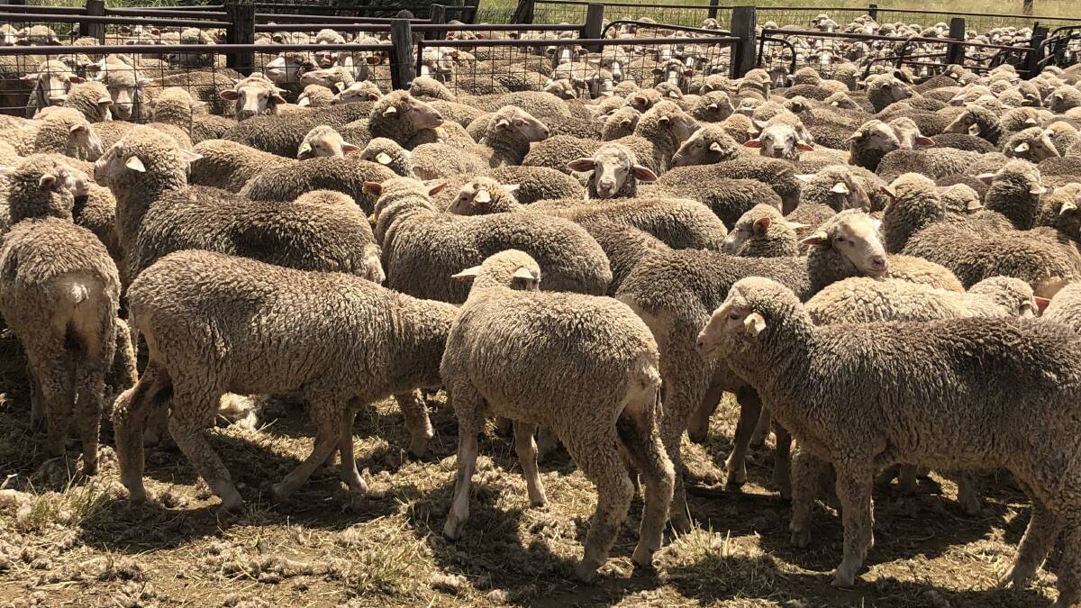 Early maturing lambs are sold at five or six months old. 