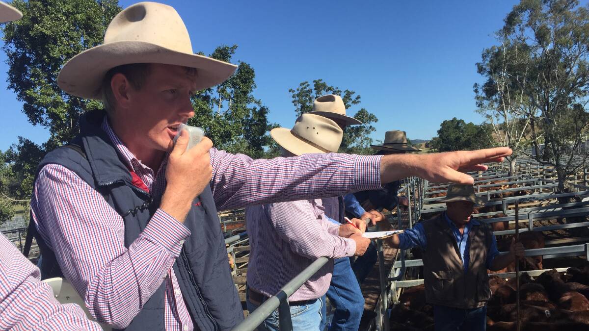 More top prices were paid at Toogoolawah. File photo: Mark Phelps
