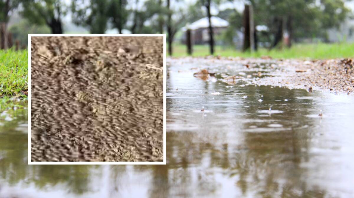 Many are saying that the swarm of ground lice is an indicator of generous rainfall. Picture: File