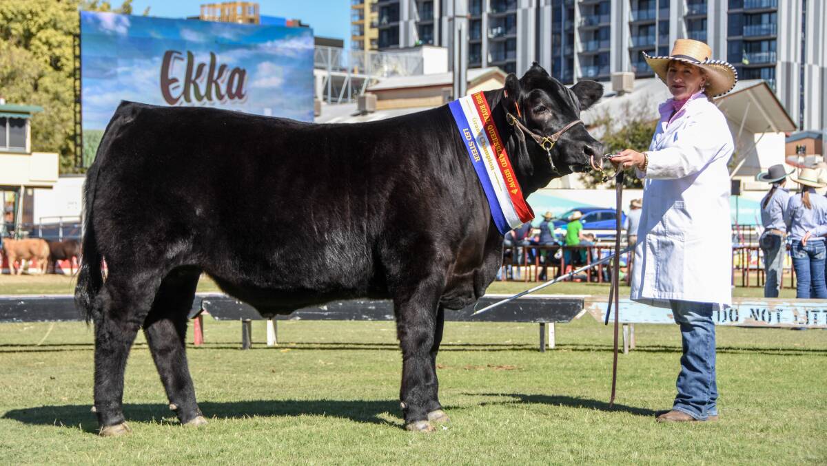 The grand champion steer of the Royal Queensland Show is paraded by Karen Griffiths. 