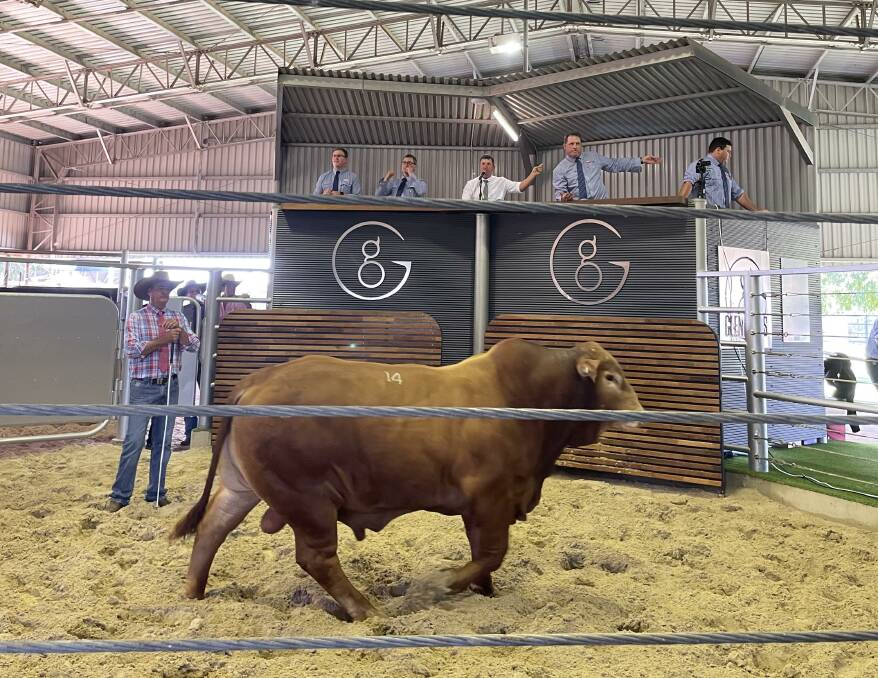 The $220,000 Glenlands bull in the ring. Picture: Sheree Kershaw