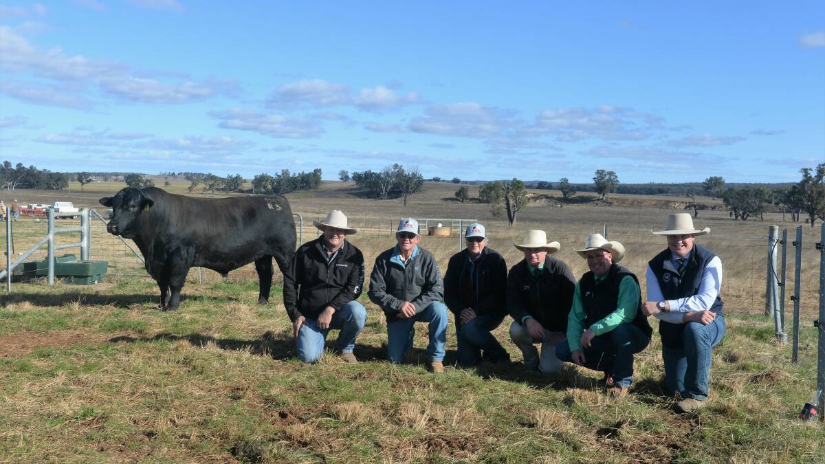The $30,000 DSK TEL Rex R5, with purchaser Warren Miller, Hewitt Cattle Australia, Bylong, vendors Chris and Helen Knox, Nutrien agents Peter Godbolt and Scott Cooper and Michael Purtle, Purtle Plevey Agencies, Manilla. Picture: Kate Loudon