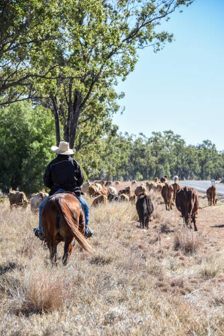 Should nursing cattle be allowed to walk less distances on stock routes? 