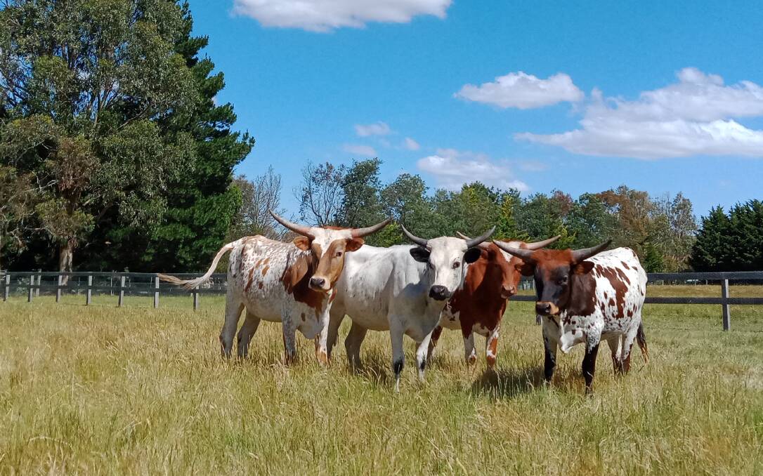 Could Texas Longhorns be an important breed in the national beef herd rebuild? Photos: Linda Holt