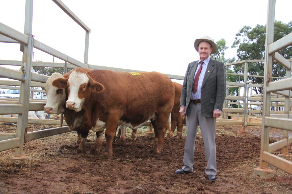 Noel Mobbs and some of his cattle at the Charleville Show recently. 