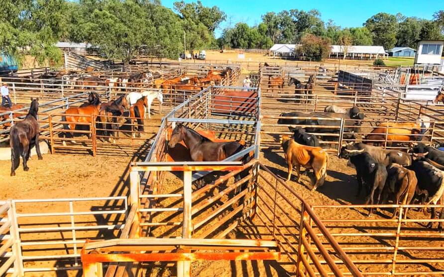 It was the offering of horses which fetched the highest prices at the Nakadoo Rodeo Company dispersal sale on Sunday. Picture: Nakadoo Rodeo Co Facebook