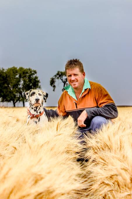 Scott Loughnan, Avenel, west of Roma, and his trusty Dalmation in his wheat crop which he hasn't been able to harvest. Wheat yields are expected to average about 2.2 tonnes/hectare while chickpeas about one tonne/hectare. 